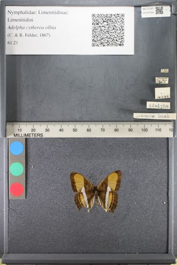 Media type: image;   Entomology 141054